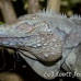 iguana_blue_qebp_gc_h_0193_cay0664.jpg
